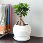 観葉植物 ガジュマルボール型陶器鉢 白