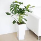 観葉植物 モンステラロングスクエア陶器鉢8号