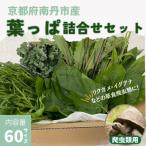 爬虫類用 季節の葉っぱ詰め合わせ 60サイズ