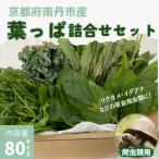 爬虫類用 季節の葉っぱ詰め合わせ 80サイズ