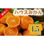 訳あり ハウスみかん 約1.5kg