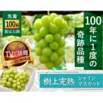 ★2026年度発送 シャインマスカット2.0kg相当