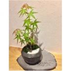 ミニ盆栽鉢セット 菊間瓦製菊間町