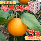 訳あり 愛果28号 約10kg