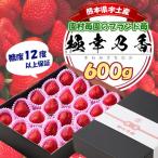 ショッピングふるさと納税 いちご ふるさと納税 宇土市 先行予約!2026年2月より発送 糖度12度以上保証 園村苺園のブランド苺「極幸乃香」 600g
