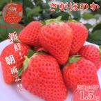 ショッピングふるさと納税 いちご ふるさと納税 宇城市 【先行予約!2026年3月より順次発送】新鮮朝摘みいちご「さがほのか」約1.5kg 【だいこく農園】