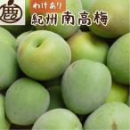 紀州南高梅 青梅 1kg+250g 傷み補償分