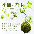 苔玉 MOSS BOWEL 季節の苔玉 鳥海山の清らかな水と