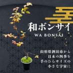 SL0275 和ボンサイ WA BONSAI