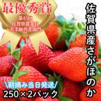 朝摘みいちご 産さがほのか 約500g