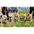 犬猫保護活動への支援5口分