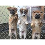 犬猫保護活動への支援10口分