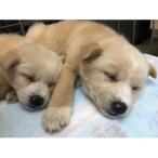 犬猫愛護活動への支援2口分