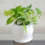観葉植物 ポトス 3種類寄せ植え ボール形陶器鉢
