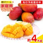 渡口ファームのマンゴー約4kg