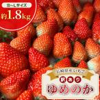 ショッピングふるさと納税 いちご ふるさと納税 諫早市 2026年2月より順次発送 【訳あり】いちご「ゆめのか」 S-Lサイズ 約1.8kg