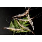 fu.... налог Toyama город Toyama .. белый креветка (. имеется )