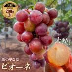 ぶどうの粒ピオーネ 無選別 200g×3パック