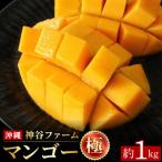 神谷ファームのマンゴー 極 約1Kg