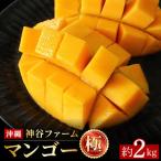 神谷ファームのマンゴー 極 約2Kg