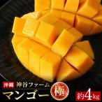 神谷ファームのマンゴー 極 約4Kg