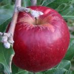 訳あり 紅玉 約4.5kg