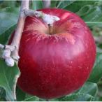 訳あり 紅玉 約9kg