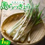農家直送 島袋さんの採れたて島らっきょう1kg