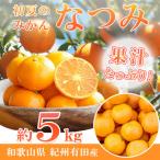 特撰 はるかみかん 5kg+200g 痛み補償分