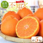 紀州有田産 不知火 約5kg