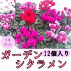 ガーデンシクラメン 3号ポット 12個入り