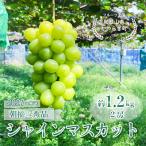 シャインマスカット 約1.5 2房 ※日付指定不可