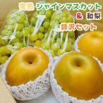 ショッピングふるさと納税 シャインマスカット ふるさと納税 有田川町 【先行受付・2026年発送】朝採れ完熟シャインマスカットと和梨 贅沢セット