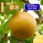 ショッピングふるさと納税 梨 ふるさと納税 船橋市 【訳あり】 船橋の梨 「幸水」 3kg 家庭用 令和8年8月上中旬より順次発送 甘い旬の梨を産地直送