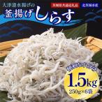 大津港水揚げの釜揚げしらす 1.5kg