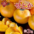 せとか 約3kg