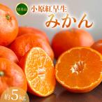 小原紅早生 約5kg