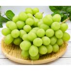 ショッピングふるさと納税 シャインマスカット ふるさと納税 千曲市 【2026年先行予約】訳あり シャインマスカット 家庭用 約2kg(4〜6房 ※最低1.8kg以上)