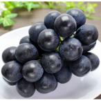 ショッピングふるさと納税 先行予約 ふるさと納税 千曲市 【2026年先行予約】ナガノパープル 約1kg(2〜3房 ※最低900g以上)