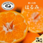 ふるさと納税 八幡浜市 老舗農家が見極めたプレミアム【はるみ5kg】【希少・プチプチ食感】【D70-131】