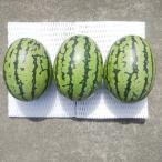 fu.... налог Iwata-shi [ предшествующий прием /2026 год 8 месяц сверху ... отправка ]3 шар! лето . мысль ... приятный! автомобиль li чувство выдающийся! арбуз [....]