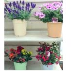 季節の鉢花 おまかせセット 3~4鉢お届け