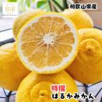 特撰 はるかみかん 5kg