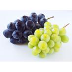 ふるさと納税 千曲市 【2026年発送】シャインマスカット&ナガノパープル 詰め合わせセット 約1kg※最低900g以上