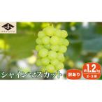 ふるさと納税 小布施町 【2026年発送】【訳あり】シャインマスカット 約1.2kg 2〜3房 [A-228]