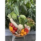 畑から採りたて発送 静岡厳選野菜セット