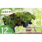 セダム 多肉植物 おまかせ 12ポット