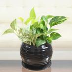 観葉植物 ポトス 3種類寄せ植え ボール形陶器鉢