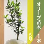 君津産 ご オリーブ 苗木 1本
