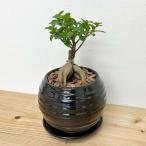 観葉植物 ガジュマルボール型陶器鉢 黒